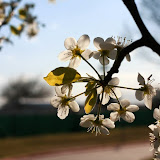 IMG_0181.JPG