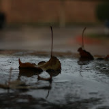 IMG_5781.JPG