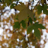 IMG_5805.JPG