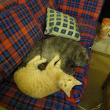IMG_9009.JPG