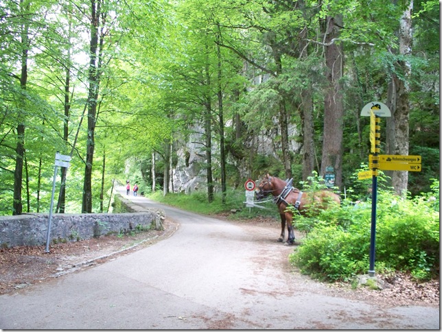 junction and horses