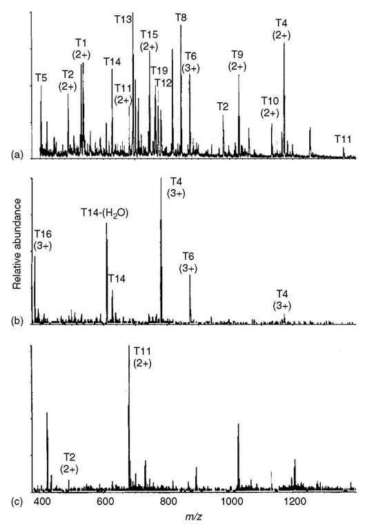  Two examples of results from specialized uses of CAD MS/MS spectra. (a) Conventional electrospray mass spectrum (MS only, no CAD MS/MS) resulting from infusion (no chromatography) of a mixture of tryptic peptides into an electrospray ionization triple-quadrupole mass spectrometer; numbers in parentheses indicate charge state of the corresponding ion. (b) Precusor-ion mass spectrum of the same mixture acquired under conditions allowing detection of only those precursors capable of generating a product ion of m/z 136 (immonium ion of tyrosine = 136 Da). (c) Neutral-loss mass spectrum of the same mixture acquired at an offset in m/z value between Q1 and Q3 to allow detection of only those precursors capable of expelling CH3SH (48 Da) indicating the presence of methionine in the side chain. 