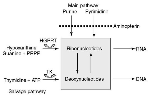 Nucleotide biosynthesis pathway. In the selective HAT medium, the main pathway is blocked by aminopterin (A of HAT), a structural analog of folic acid. Cells need the two precursors hypoxanthine (H of HAT) and thymidine (T of HAT) to produce respectively ribo- and deoxyribonucleotides through the salvage pathway. Mutant cells deficient, either for HGPRT (hypoxanthine-guanine phosphoribosyl transferase) or TK (thymidine kinase), cannot use the salvage pathway and thus will die 