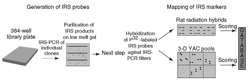 Schematic representation of the IRS-PCR-based physical mapping strategy for the construction of an integrated radiation hybrid and physical map 