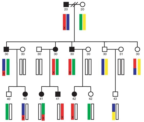 Schematic visualization of a pedigree segregating a biological phenotype of interest. According to convention, square symbols are male, circles are female. Affected individuals are shaded in black. The four hypothetical founding haplotypes for a given chromosome are indicated in red, blue, green, and yellow. Additional copies of this chromosome, introduced by spouses marrying into the pedigree, are displayed as unshaded bars. In this example, it is presumed that the affected founder is known for this pedigree (male in top generation). A causal mutation at a specific locus is presupposed by the X on the red haplotype. Recombination events reduce the extent of the red haplotype transmitted through the pedigree. In this idealized example, there is perfect cosegregation of the mutation (X) and a surrounding segment of red haplotype, in all affected individuals 