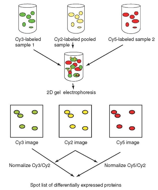 Schematic outline of a 2D DIGE study using an internal pooled standard constructed from equal amounts of all the samples in the study, labeled with Cy2. Samples 1 and 2 are labeled with either Cy3 or Cy5. Each 2D gel performed within the study will have the sample Cy2 standard, combined with the Cy3 and Cy5 labeled samples prior to electrophoresis. The spot intensities from samples 1 and 2 can be normalized using the corresponding Cy2 spot intensities. This approach allows the measurement of more subtle protein expressional differences with increased statistical confidence 