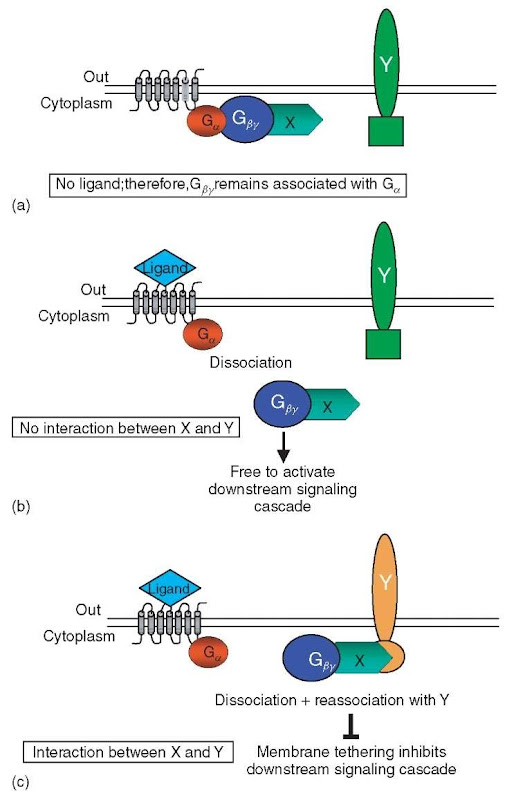 G-protein fusion assay: The G-protein fusion assay can test for interactions between a native integral membrane protein Y and a protein X, which is fused to the Gpy subunit of the G-protein coupled receptor (G^-X). (a) When no ligand is present, the Gpy subunit of the G-protein coupled receptor (Gpy-X) remains associated with the Ga subunit of the G-protein coupled receptor and no mating cascade events are activated. (b) If no interaction occurs between Y and Gpy-X, upon ligand binding of the receptor, the Gpy -X subunit dissociates from Ga and therefore is free to activate downstream signaling events. (c) If an interaction occurs between Y and GpY -X, the integral membrane protein Y sequesters Gpy-X at the membrane, which in effect inhibits downstream signaling events although in the presence of ligand 