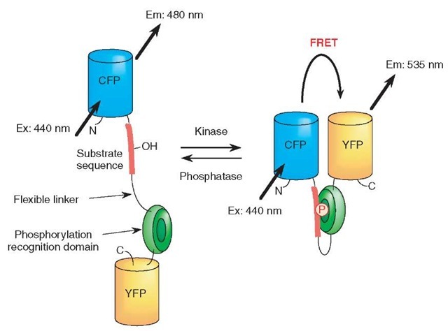 Principle of a fluorescent reporter for protein phosphorylation, which was named phocus. Upon phosphorylation of the substrate domain within phocus by the protein kinase, the adjacent phosphorylation recognition domain binds with the phosphorylated substrate domain, which changes the efficiency of FRET between the GFP mutants within phocus. By tethering a localization domain with phocus, the phocus can be localized in the specific intracellular locus of interest to visualize the local phosphorylation event there. Abbreviations: CFP: cyan fluorescent protein; YFP: yellow fluorescent protein; P in an open circle, the phosphorylated residue 