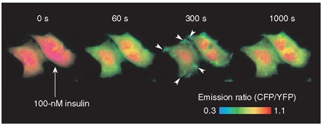 Fluorescence imaging with phocus-2pp upon insulin stimulation. Pseudocolor images of the CFP/YFP emission ratio are shown before (time 0 s) and at 60, 300, and 1000 s after the addition of 100-nM insulin at 25 °C, obtained from the CHO-IR cells expressing phocus-2pp. Insulin-induced accumulation of phocus-2pp at the membrane ruffles is indicated by white arrows in the image at 300 s 