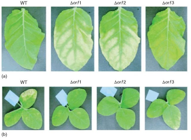  The role of pilin glycosylation on compatibility of Pseudomonas syringae pv. glycinea with tobacco (a) and soy (b) (Reproduced from Takeuchi K, Taguchi F, Inagaki Y, Toyoda K, Shraishi T and Ichose Y (2003) Flagellin glycosylation in Pseudomonas syringae pv. glycinea and its role in host specificity. Journal of Bacteriology, 185, 6658-6665 by permission of American Society for Microbiology). Wild-type Pseudomonas syringae pv. glycinea is not compatible with (i.e., cannot infect) its nonhost tobacco but is so with its host soy, where it causes symptoms (whitish discoloration). After inactivation of glycosyltransferases required for pilin glycosylation (Aorf1 or Aorf2), mutants are compatible with tobacco but now compatibility with the original host soy is lost 