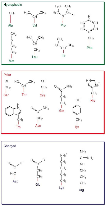 in all two chemical proteins what are elements found of and Fundamentals protein structure function (Proteomics) in all two chemical proteins what are elements found of and Fundamentals protein structure function (Proteomics)