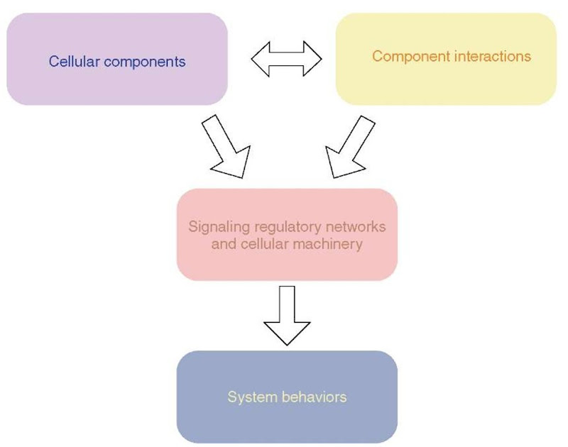 A schematic representation of a bottom-up approach to explain how systems level behavior is generated from components and interactions. The cell integrates cellular components and interactions into a functional systems by the means of regulatory signaling networks and cellular machines. Regulation of the functions of the cellular machines leads to the observed systems behavior 
