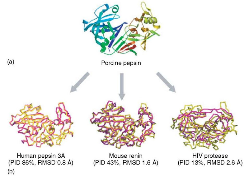 Modeling By Homology Bioinformatics
