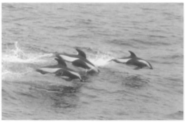 Hourglass dolphins possess two lateral white areas along the flank that are united by a thin white line that resembles an hourglass. Schools of individuals can swell from the small group of 3 pictured, commonly around 6 or 7, and rarely up to 60 individuals. 