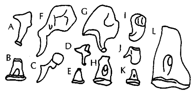 Auditory ossicles of marine mammals; all are left ossicles in similar views and to scale. (A and B) Ursus mar-itimus, incus, and stapes. (C-E) Eumetopias jubatus, malleus, incus, and stapes. (F-H) Lobodon carcinophaga, malleus, incus, and stapes. (I-K) Delphinus sp., malleus, incus, and stapes. (L) Dugong dugon, stapes. A-E represent more or less primitive morphologies for mammals, whereas all others are modified to various degrees.