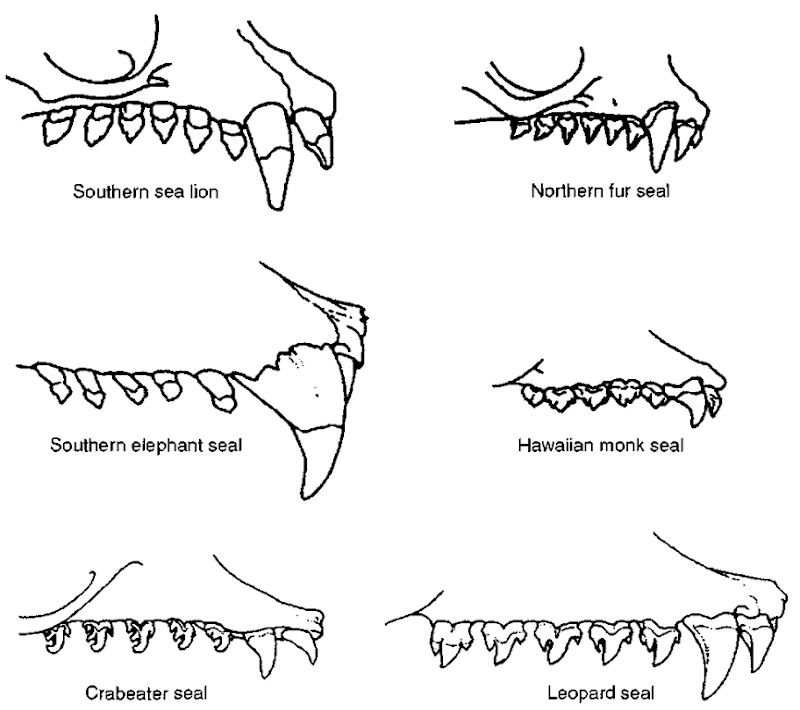 Dentition patterns in pinnipeds. Note modified cusps in postcanine teeth in filter-feeding crabeater and leopard seals. 