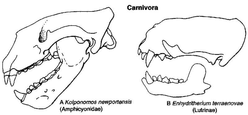Other iruirine carnivores. (A) Skull and mandibles of Kolponomos new-portensis (Early Miocene, Oregon), lateral view, after Tedford et al. (1994, Proc. San Diego Mus. Nat. Hist. 29). (B) Skull and mandibles of Enhydritherium terraenovae (Late Miocene, Florida), lateral view, after Lambert (1997). 