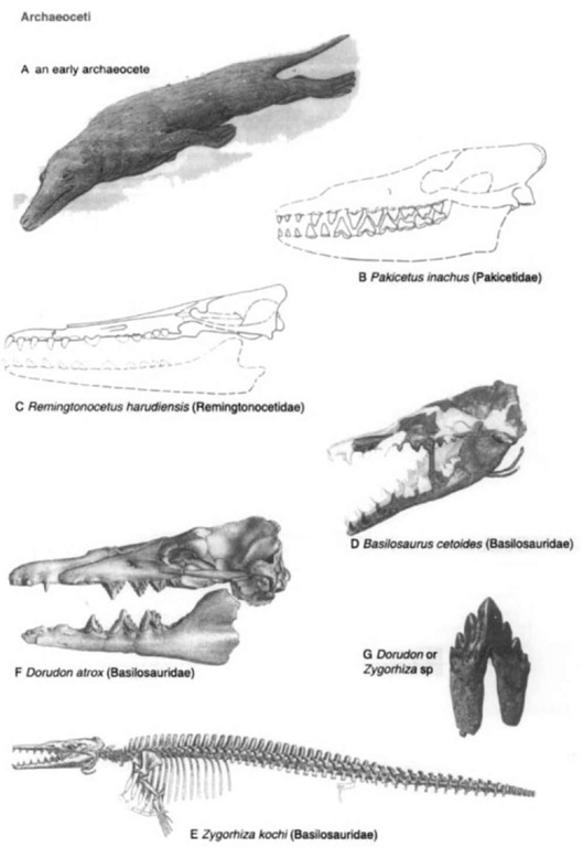 Archaeocete cetaceans. (A) Reconstruction of a pakicetid-grade archaeocete, by C. Gaskin, from the Geology Museum, University of Otago. (B) Skull and mandibles of Pakice-tus inachus (Eocene, Pakistati), lateral view, after Gingerich and Russell. (C) Skull and mandibles of Remingtonocetus harudiensis (Eocene, India), lateral view, after Kumar and Sahni; mandibular form is speculative. (D) Skull and mandibles of Basilosaurus cetoides (Eocene, Alabama), oblique lateral view of specimen in the U.S. National Museum of Natural History. (E) Skeleton of Zygorhiza kochi (Eocene, Alabama and Mississippi), reconstruction based on composite specimens, from Kellogg (1936); (F) Skull and mandible of Dorudon atrox (Eocene, Egypt), lateral view, slightly modified from Andrews. (G) Tooth of Dorudon or Zygorhiza species indeterminate (Eocene, New Zealand), medial view. 