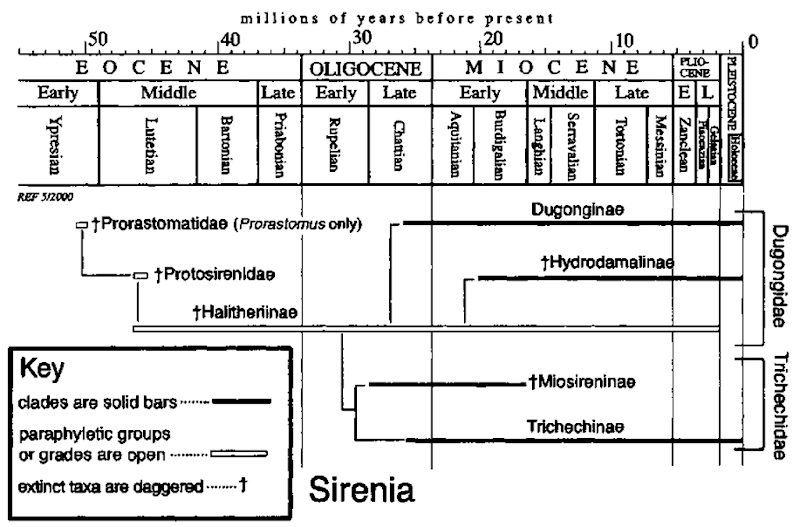 Geological age ranges of families and subfamilies within the Sirenia plotted against a standard time scale (for time scale details, see Fig. 2). Clades are in-filled bars, and grades or paraphijletic or stem groups are open bars. Inferred relationships follow the work of Do inning (1996). 