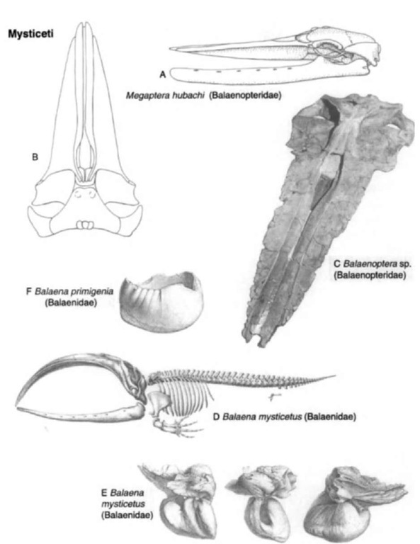Mysticete cetaceans. Skull and mandibles of Megaptera hubachi (Pliocene. Chile), after Dathc (1983, Zeitschrift fur geologische Wissenschaften 11): (A) skull, dorsal view; and (B) skull and mandibles, lateral view. (C) skull of an undescribed species of Balaenoptera (Pliocene, New Zealand), oblique dorsal view; specimen in Museum of New Zealand. Skeleton and ear bones o/Balaena mystieetus (extant, Arctic), from Van Bencden and Gervais (1868-1880). (D) lateral view of skeleton and (E) lateral (left), anterior (middle), and internal (right) views of ear bones, with pcriotic above and tympanic bulla below. (F) isolated tympanic bulla of PBalaena primigenia (Pleistocene?, Britain), internal view, from Van Bencden and Gervais. 