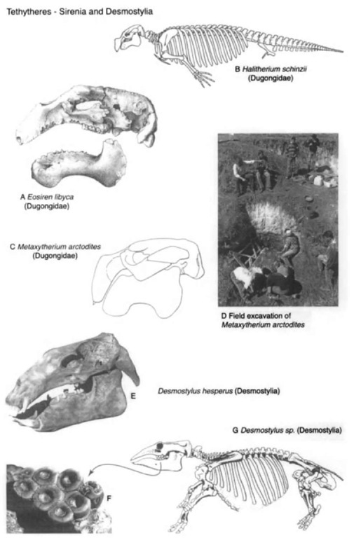 Sirenians and desmostylians. (A) Skull of Eosiren libyca (Eocene, Egypt), lateral view, from Andrews (1906). (B) Skeleton of Halitherium schinzii (Oligocene, Germany), lateral view, from Romer (1945). (C) Skull of Metaxytherium arctodites (Miocene, Baja California Sur), lateral view, after Aranda-Manteca et al. (1994, Proc. San Diego Mus. Nat. Hist. 29). (D) Field site showing excavation of holoti/pe of Metaxytherium arctodites (Miocene, Baja California Stir). Desmostylus hesperus (Middle Miocene, Japan): (E) skull, oblique lateral view; (F) cheek tooth, oblique occlusal view; and (G) skeleton, lateral view, after Inuzuka et al. (1995, The Island Arc 3[4J).