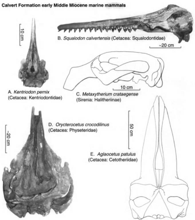 Miocene marine mammals from Chesapeake Bay. (A) Skull of cetacean Kentriodon pernix, dorsal view (paratype), photo by R. E. Fordyce. (B) Skidl of cetacean Squalodon calvertensis, lateral view, photo by R. E. Fordyce. (C) Skull of sirenian Metaxytherium crataegense, lateral view, after Kellogg- (D) Skull of cetacean Orycterocetus crocodilinus, dorsal view, photo by R. E. Fordyce. (E) Skull of cetacean Aglaocetus patulus, dorsal view, after Kellogg (1968, U.S. Nat. Mus. Bull. 247). 