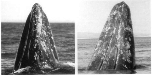 Gray whales commonly spyhop, lifting the head vertically above the water. The head is narrotv and triangular when viewed from the top (left), and they have from two to seven short creases on the throat (right), rather than the long, ventral throat grooves found in balaenopterids. 