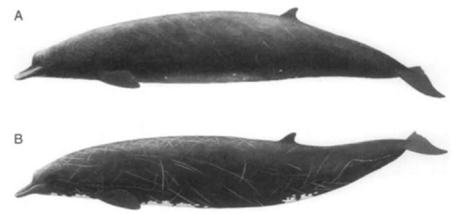 Giant beaked whales in the genus Berardius are distributed disjunetly. (A) B. arnuxii occurs in waters around the Antarctic, reaching northward to the shores of the Southern Hemisphere continents. (B) B. bairdii ranges across the northern Pacific from Japan, throughout the Aleutians, and southward along the coast to the southern tip of Baja California (see Fig. 2). Despite this widely separated occurrence, evidence for the distinctiveness of these two taxa remains equivocal. 