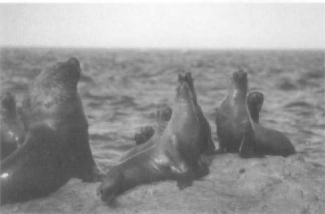 Pinniped males are able to monopolize access to clustered females during the breeding season.