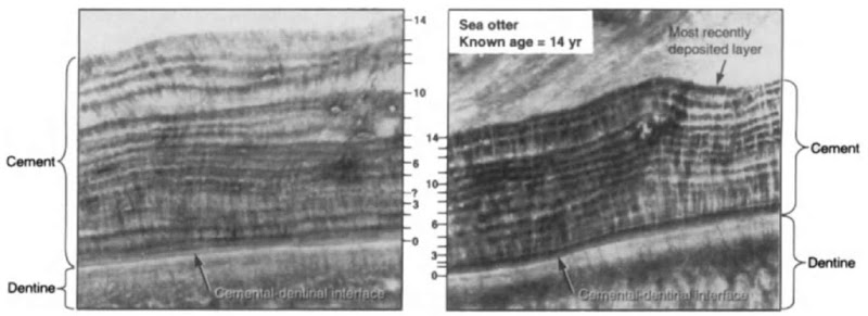 Growth layer deposition in cement of a knoivn-age sea otter (14 years). Images are from the same tooth section at different locations. In one location (right image), 14 ivell-defined, presumably annual layers are visible. These layers are exceptionally clear. In another location (left image), groioth layers split and merge: on the right side there appear to be fewer layers, whereas on the left side there appear to be more layers. Presumed annuli are marked on the two images, with the marks on the left image before more subjective and a particularly uncertain layer marked with a dashed line. Counts begin at the interface where the dentine meets the cement, which represents time zero for counting growth layers. Positive identification of annual layers is made by carefully following layers along the tooth to watch for splitting and merging. 