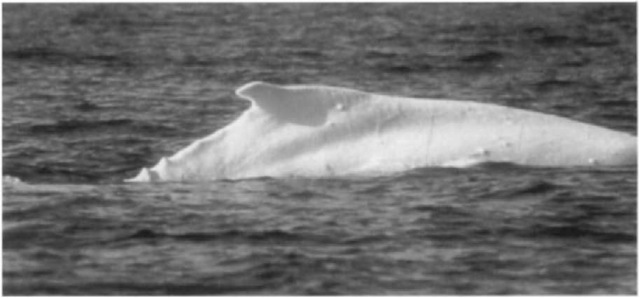 Anomalously white humpback whale sighted off Australia. 