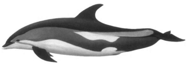 Color pattern of the Atlantic white-sided dolphin. 