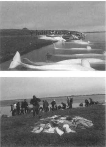 Adult white whales (belugas) killed by Eskimos in Kasegaluk Lagoon near Point Lay on the Chukchi Sea coast of Alaska in July 1993. Canoes powered by outboard motors are used to drive the whales toward shore before killing them with rifles (top). The flukes, flippers, and skin with adhering blubber (locally called maktak) are saved as a delicacy (bottom).