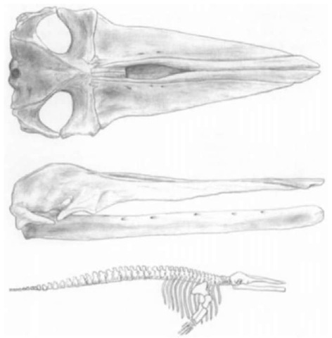Parietobalaena palmeri, a cetothere from the middle Miocene Calvert Formation of Maryland and Virginia. (Top) Skull, dorsal view. (Middle) Skull and mandible, lateral view. (Bottom) Skeletal reconstruction. Length of skull approximately 120 cm. A and B after Kellogg (1965). 