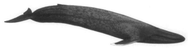 Blue whale showing the characteristic mottled pigmentation of the species. 