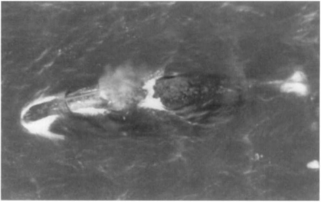 Bowhead whales are large, black cetaceans with various amounts of white on their chins (the arched, bright white area on the left), tail stocks (the paired white spots on the far right), and ventral surfaces (out of sight in aerial photographs). Note that the whale's left eye is visible deep underwater directly below the blow (exhalation vapor).