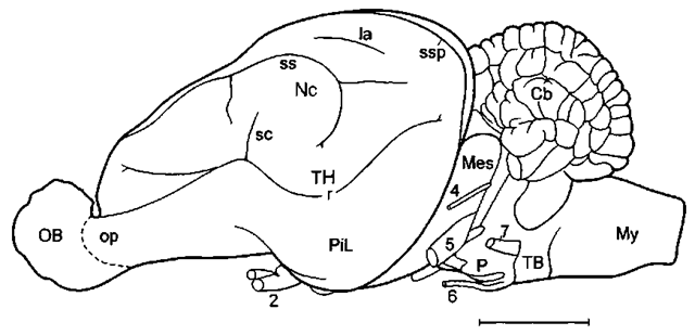 Lateral aspect of the brain of a generalized land mammal, the mouse deer (Ilyemoschus aquaticus), as a representative of the hoofed animals. Here the telencephalic hemisphere (TH) is rather flat, the neocortex (Nc) is moderately folded, and the olfactory bulb (OB) and the olfactory cortex in the piriform lobe (PiL) are large. In more advanced mammals such as cetaceans (see later), the hemispheres are much larger, the neocortex is much more extended, i.e., extensively folded, and it strongly dominates the olfactory/ cortex, which then is only found on the rostral basal surface of the telencephalic hemisphere. Cb, cerebellum; la, lateral sulcus; Mes, mesencephalon; My, myelencephalon; op, olfactory peduncle; P, pons; r, rhinal sulcus; sc, Sylvian cleft; ss, suprasylvian sidcus; ssp, sple-nial sulcus; TB, trapezoid body; 2, optic nerve; 4, trochlear nerve: 5, trigeminal nerve; 6, abducent nerve; 7, facial nerve. Scale: 1 cm. Modified after L. Sigmund (1981; Vest Cs. Spolec. Zool. 45, 144-156). 