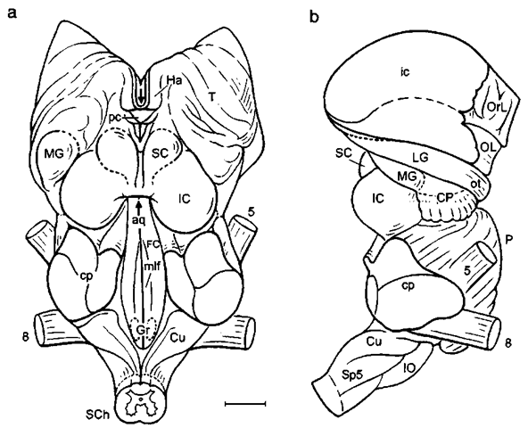Brain stem of the bottlenose dolphin: (a) dorsal and (b) lateral aspects, cp, cerebellar peduncle, CP, cerebral peduncle; Cu, cuneate nucleus; FC, facial collicidus; Gr, gracile nuclei; Ha, habenula; LG, lateral genicidate body; MG, medial geniculate body; mlf medial longitudinal fascicle; pc, posterior commissure; Sp5, spinal nucleus of trigeminal nerve. Arrows pointing into cerebral aqueduct (aq). Scale: 1 cm. After Lang-worthy (1931), modified after Pilleri and Gihr (1970), and Morgane and Jacobs (1972). 