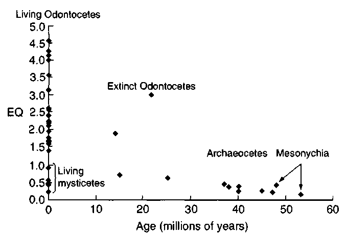 Pattern of change in encephalization over geological time in Mesonychia, archaeocetes, and extinct odontocetes compared with living odontocetes and mysticetes. Encephalization is plotted as EQ where the reference group is a large sample of living mammals. 