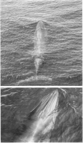 (Top) Bryde's whale in western North Pacific in summer 1993 (photograph by Tomio Miyashita): (Bottom) head region has a lateral ridge on the rostrum of an animal off South Africa .
