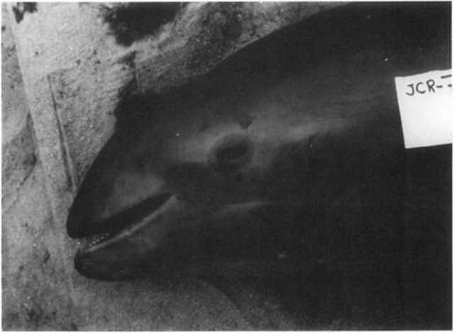 Close-up of a Burmeister's porpoise head, showing the eye patch and flipper stripe. 