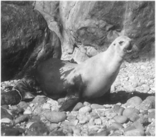 An adult female California sea lion vocalizes to her newborn pup. Mothers and pups imprint on each others' calls and smell at birth, which helps them recognize each other and reunite after separations. Note remnants of amniotic sack on pup. 