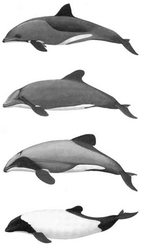 The four Cephalorhynchus species, top to bottom: Haviside's, Chilean, Hector's, and Commerson's dolphins. Pieter A. Folkens/Higher Porpoise DG. 