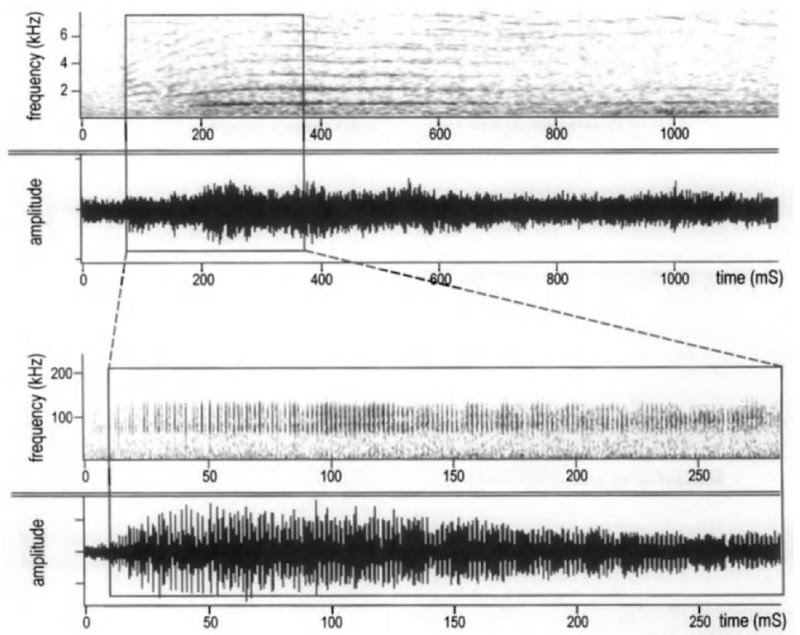Audible "cry" sound from Hector's dolphin. The "zoomed" section shows that the "cry" sound is made up of high-frequency clicks emitted at a very high rate (ca. 1000 clicks/sec) 