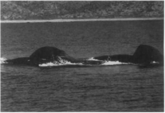 A pair of lunge-feeding fin whales (Balaenoptera physalus) in echelon formation. The animals are moving left with right sides to the surface. Baleen can be seen attached to the upper jaws and the throat pleats are expanded