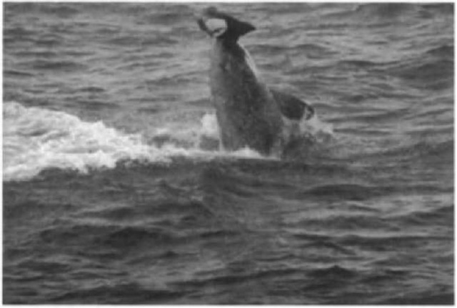Killer whale (Orcinus orca) preying on a Dall's porpoise (Phocoenoides dalli) off the coast of Oregon. 