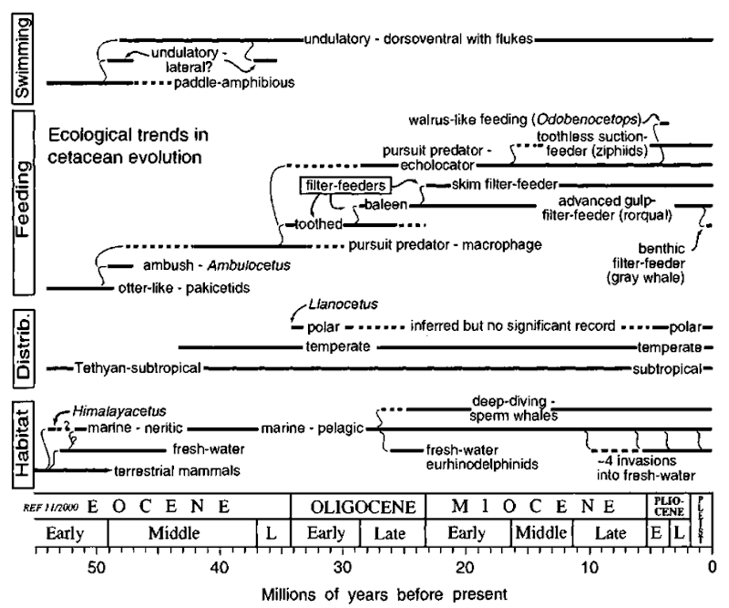Summary of inferred ecological strategies important in cetacean evolutionary history. Paleoecology is inferred mainly using taxonomic uniformitarianism (see text). Only selected taxa are shown.