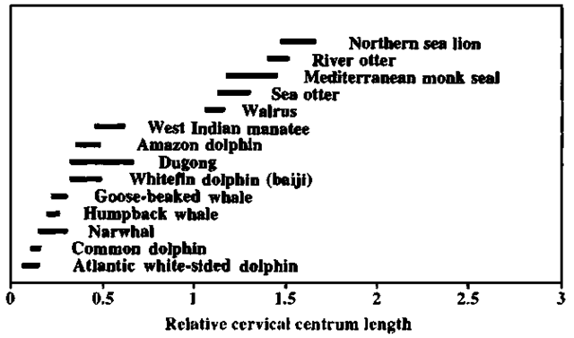 Convergent reduction of centrum length relative to centrum height of cervical vertebrae in marine mammals (top to bottom: Eumetopias jubatus, Lutrasp., Monachus monachus, Enhydra lutris, Odobenus rosmarus, Trichechus manatus, Inia geoffrensis, Dugong dugon, Lipotes vexillifer, Ziphius cavi-rostris, Megaptera novaeangliae, Delphinus sp., Lageno-rhynchus acutus). A short relative length enhances hydrodynamic shape and ease of movement through the water. 