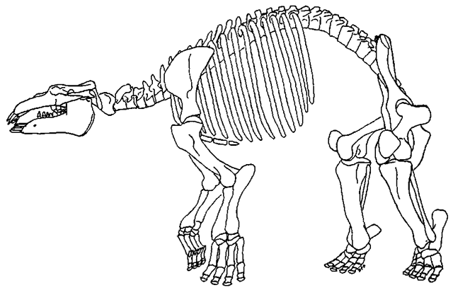 Skeleton of Paleoparadoxia tabatai, a Miocene, desmostylian, in terrestrial pose. Total length is about 2.2 to. Note hyperextension and anterolateral direction of front toes, anterior direction of hind toes, and strong abduction of knees. 