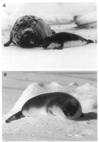 Newborri hooded seal pup with its mother weighing about 20 kg (A) and a weaned pup 4 days old weighing 44 kg (B). Behind the newborn, note the small balls ("silver dollars") of fetal hair on the ice that were ejected with the placenta at birth. 